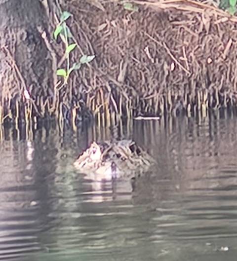 Caiman or crocodile head barely breaking the still water of an Amazon backwater