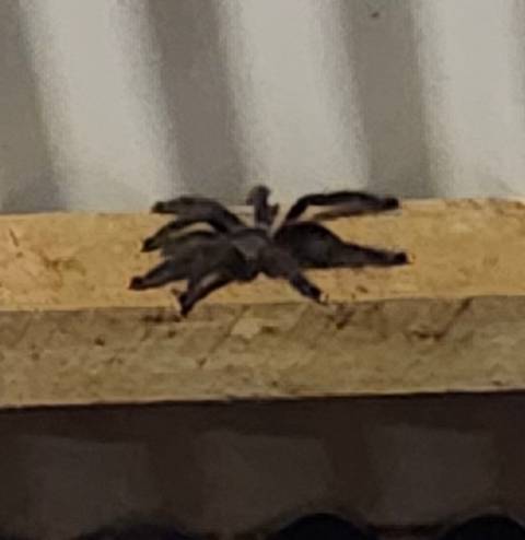 Blurry close-up of a tarantula on a wooden beam at night