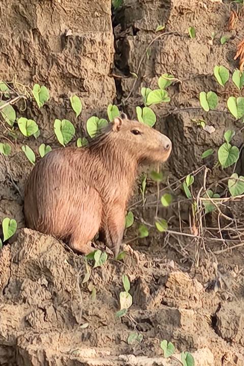 Capybara sitting alert on a muddy riverbank amid green vines and roots
