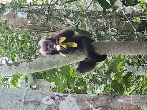 Wild monkey perched on a tree trunk eating a banana deep in the rainforest