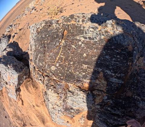 Close-up view of a fossil-rich dark rock face with surrounding desert sand and a large shadow cast across it.