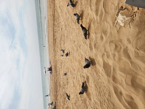 Sandy beach scene with scattered pigeons in the foreground, a couple relaxing under a small umbrella and calm sea beyond.