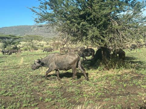 Cape buffalo graze beneath a thorn tree in a grassy savannah landscape with distant herds and low hills.