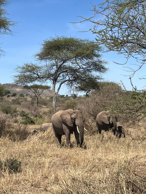 A family of elephants browses among dry bushes and acacia trees under a clear blue African sky.