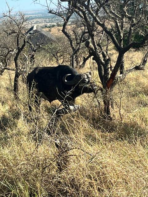 A solitary Cape buffalo pushes through dry grass and thorny scrub, its curved horns catching the light.