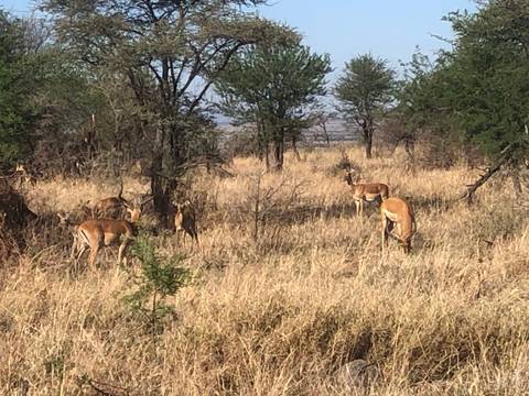 Several impala browse among golden grasses and scattered trees in a dry African woodland.