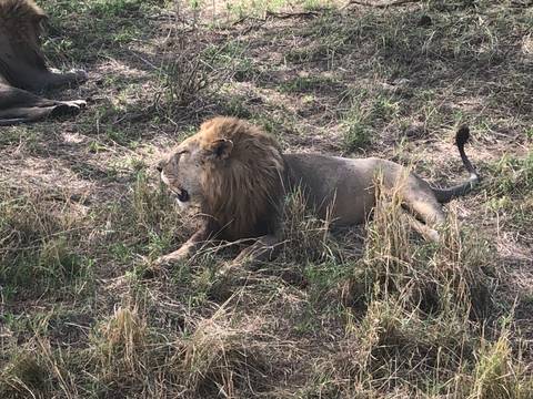 A male lion rests in tall grass, its mane slightly tousled as it gazes across the savannah.
