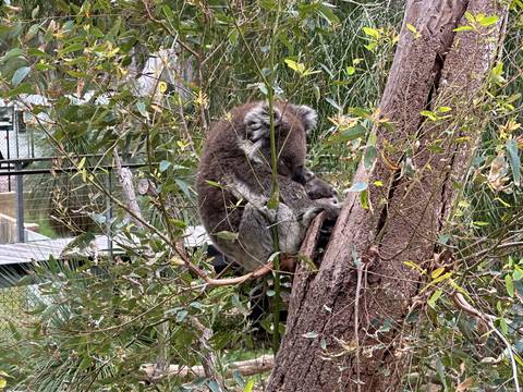 Koala curled up sleeping in a eucalyptus tree surrounded by dense foliage.