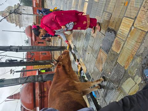 Local woman in bright pink dress feeds a brown cow on a wet stone street near a temple.