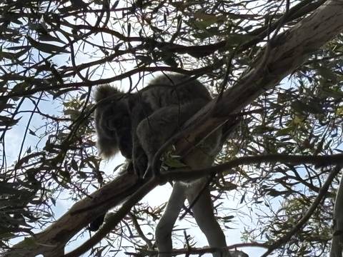 Silhouetted koala perched high in a eucalyptus tree against a bright sky.