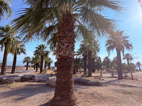 grove of tall palm trees among ancient stone column fragments in sunny clearing
