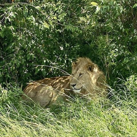 Photo d'avis client sur Escapade familiale de 3 jours dans le Masai Mara - Faune, plaisir et liens affectifs