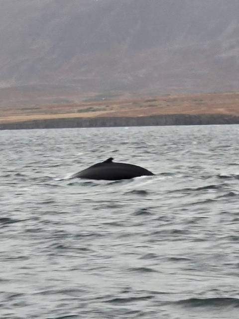 Distant view of a whale’s back and dorsal fin breaking the surface of choppy grey waters.