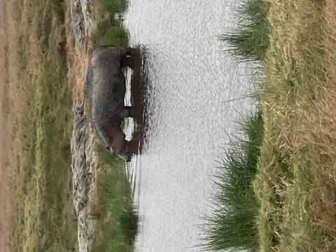 Hippo standing in shallow water of grassy pond in African savannah.