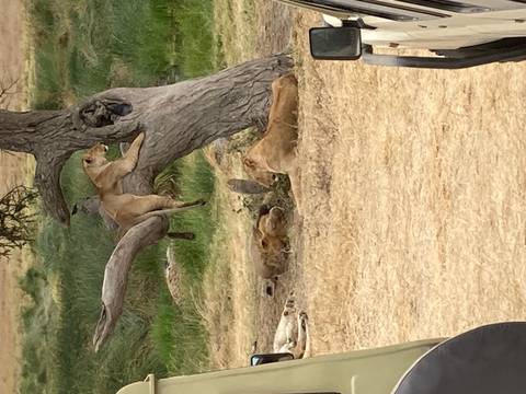 Group of lions resting under and on a tree in grassy savannah clearing.