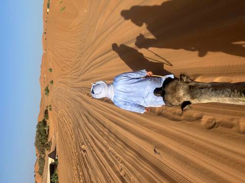View from atop a camel as a guide leads across golden Sahara dunes under a clear sky.