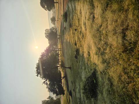 Soft sunrise light over dewy grassland scattered with acacia-like trees.