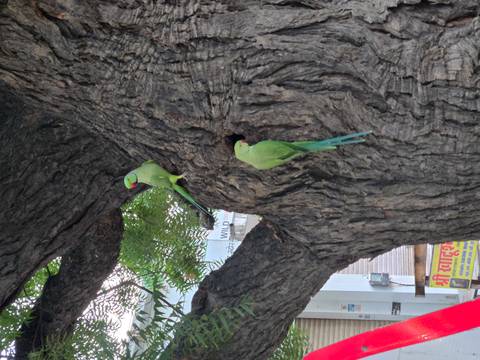 Two green parakeets perch at the opening of a large gnarled tree trunk.