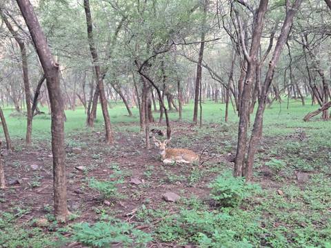 Spotted deer rests on the forest floor surrounded by slender trees and green undergrowth.