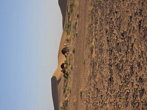 Camels graze near low desert dunes in warm evening light.