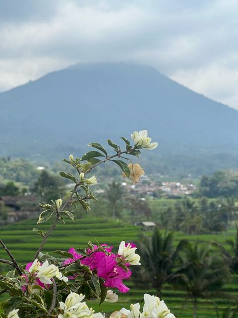 Close-up of a white blossom on a branch with blurred Balinese countryside and volcano in the background.
