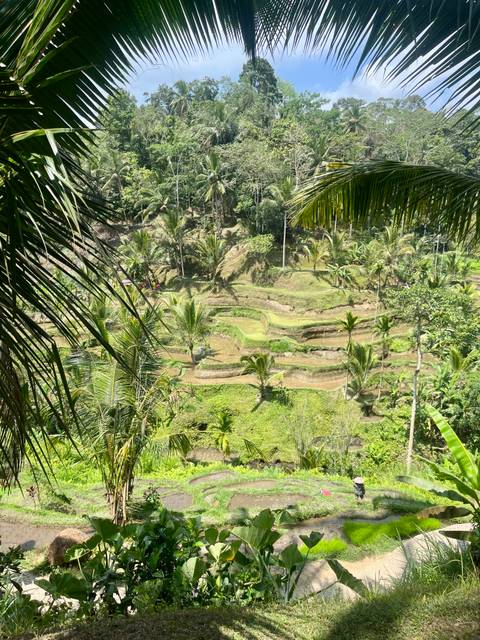 Lush stepped rice terraces framed by palms viewed from above.