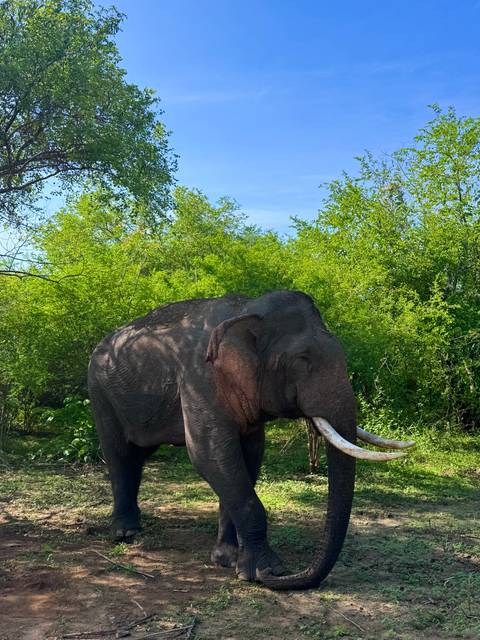 Large wild elephant with tusks stands amid dense green bushes.