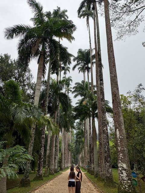 Tall palm trees line a garden pathway under an overcast sky.