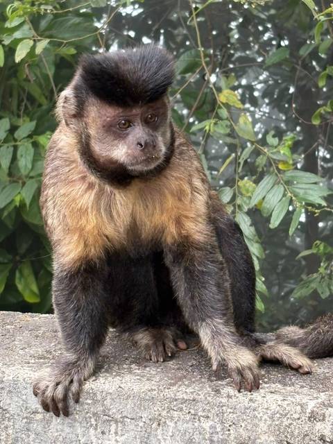 Close-up portrait of a brown capuchin monkey perched against jungle foliage.