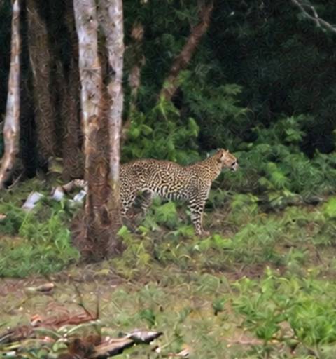 Distant leopard standing among dense greenery in a forest clearing.
