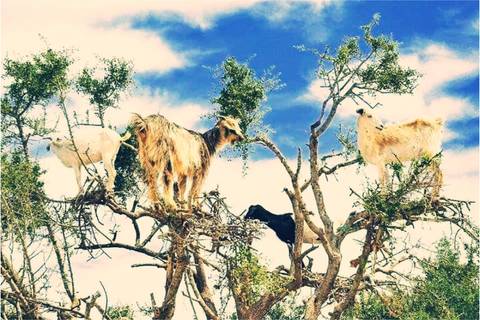 Goats perched high in the branches of argan trees against a bright blue sky.