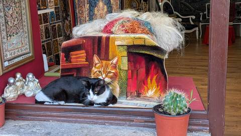 Black and white cat lounging beside a colorful tapestry in a cozy shop doorway.