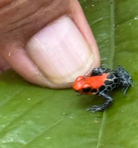 Close-up of tiny red-and-black poison dart frog beside a human fingernail.