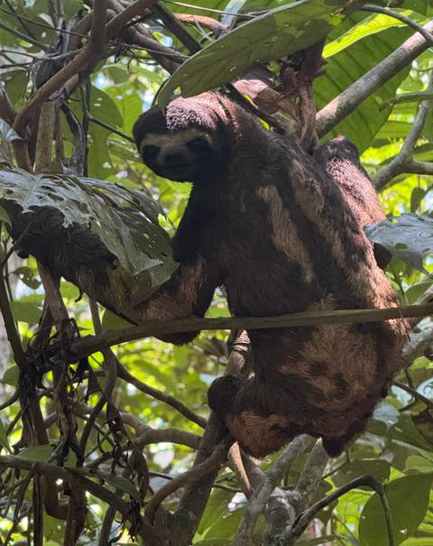 Close view of monkey clinging to leafy branch in dense jungle.