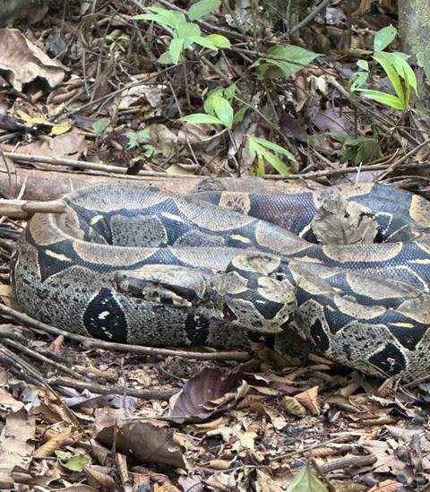 Large boa constrictor coiled on rainforest floor among leaves and twigs.