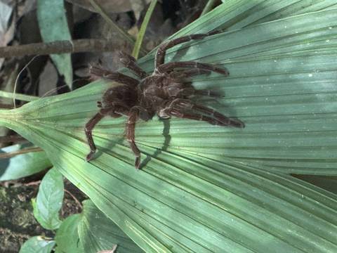 Brown tarantula resting on ribbed tropical leaf in jungle environment.