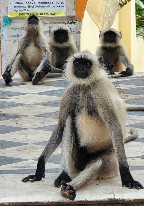 Close-up of a langur monkey seated on black-and-white tiled floor gazing into the camera
