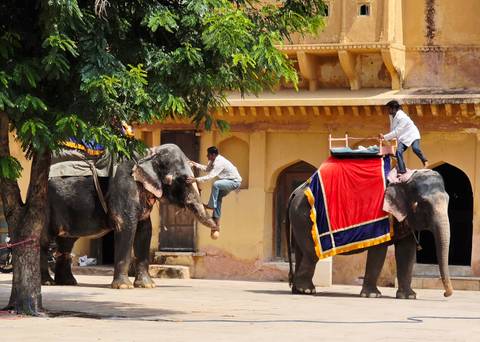 Mahouts mounting colourfully draped elephants in the courtyard of Amber Fort