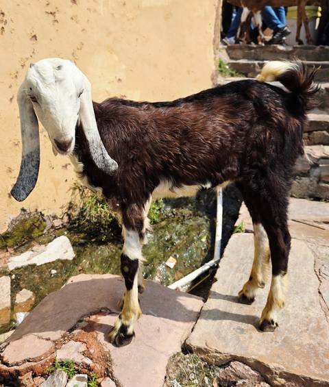 Close view of a brown and white goat standing beside a stone wall in bright sun