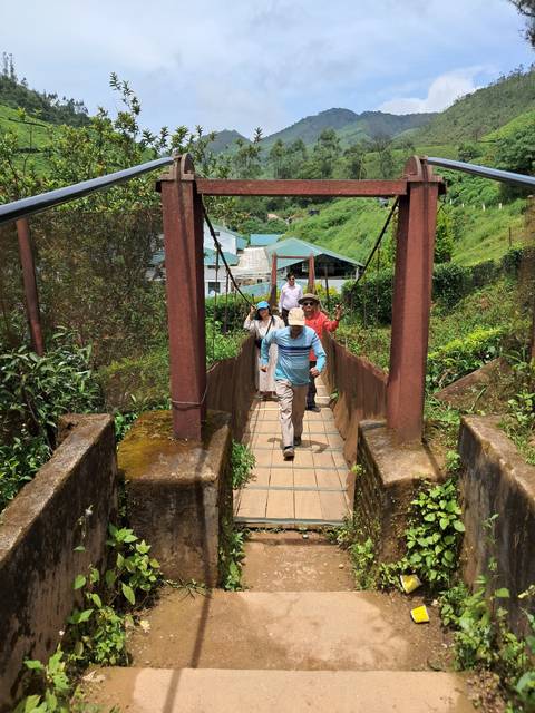 Tourists crossing a narrow wooden bridge through lush tea country.