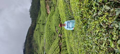 Traveller standing among vibrant green tea plantations on misty hills.