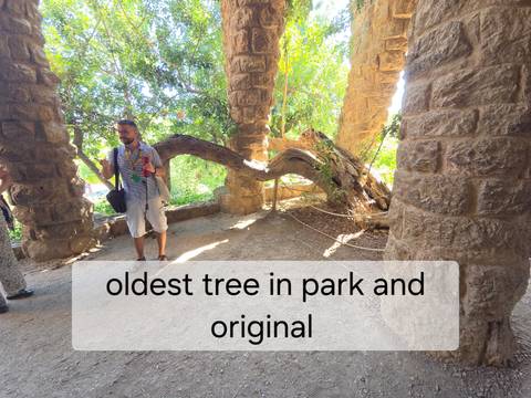 Shaded area in Park Güell showing a gnarled tree and tour guide, overlaid with descriptive text banner