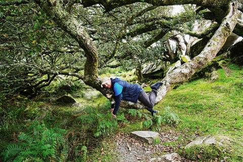 Traveller playfully sprawled on a low tree limb in a mossy green forest