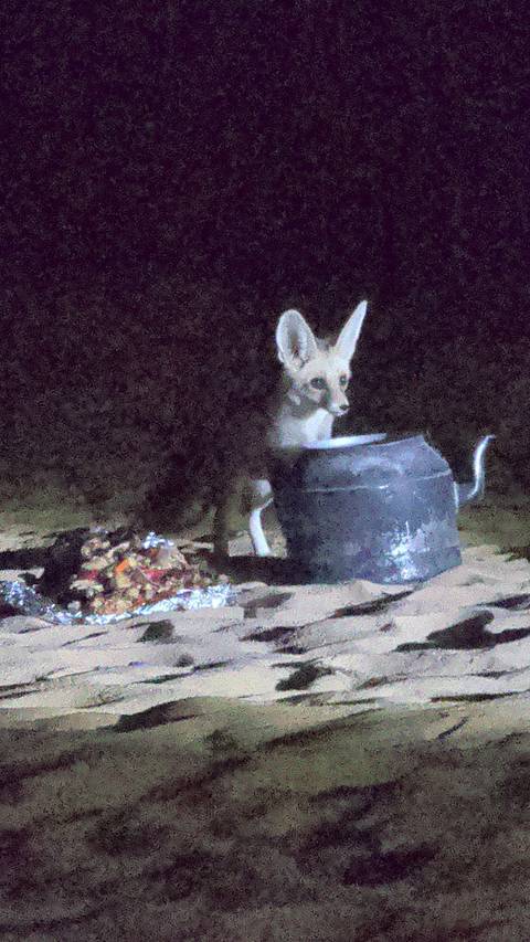 Grainy night photo of a desert fox scavenging beside a kettle and food scraps on sand.