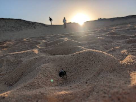 Low-angle shot of rippled sand with a beetle in focus and two hikers silhouetted on a dune at sunset.