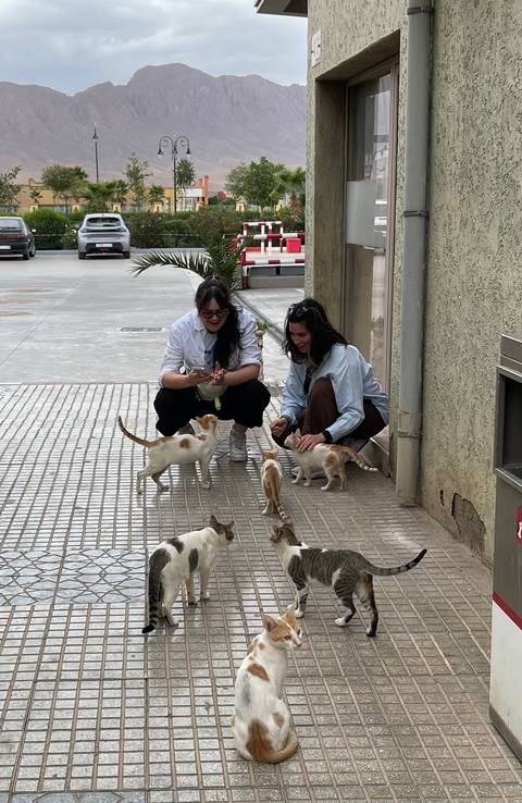 Two women crouch to feed several friendly street cats on a tiled sidewalk.