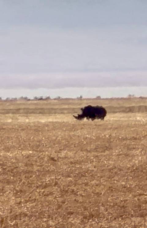 Very blurry distant view of a rhinoceros standing on an open plain.