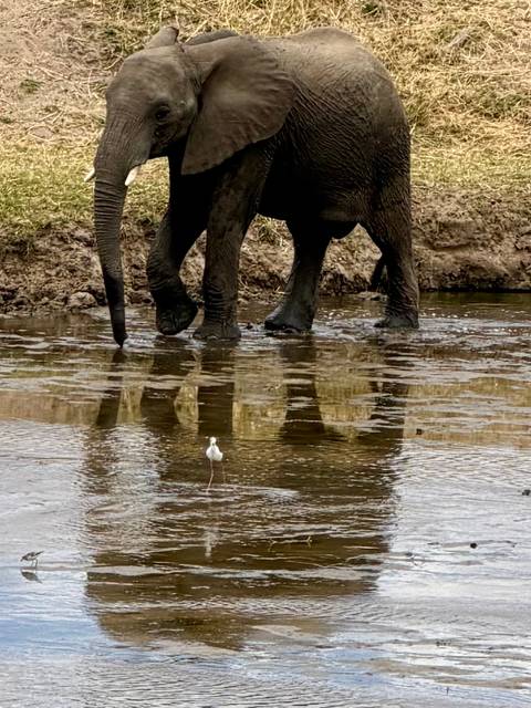 Close view of elephant legs wading in a river, with a white egret reflected in the water.
