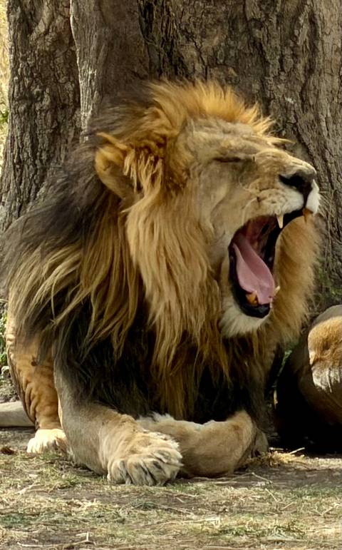 Big Five Classic Safari in Tanzania **Sustainable Approach to Travel customer review photo