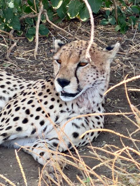 Resting cheetah with spotted coat lying on grass, eyes alert.